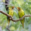 Wild Orange-fronted Conures perch on a branch