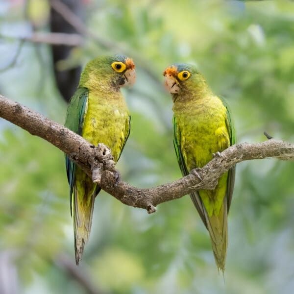 Wild Orange-fronted Conures perch on a branch