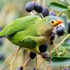 A wild Orange-fronted Conure feeds on fruits