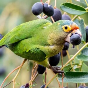 A wild Orange-fronted Conure feeds on fruits