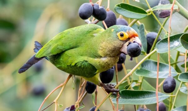 A wild Orange-fronted Conure feeds on fruits