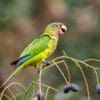 A wild Orange-fronted Conure feeds on fruits