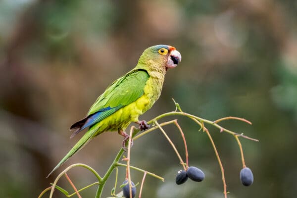 A wild Orange-fronted Conure feeds on fruits