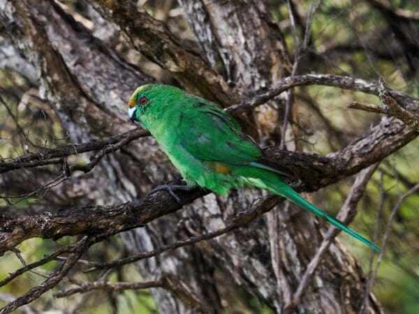 A wild Orange-fronted Parakeet perches in a tree