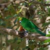 A wild Orange-fronted Parakeet takes shelter in a tree