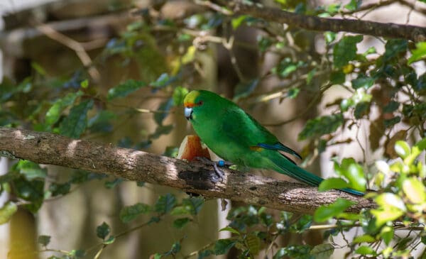 A wild Orange-fronted Parakeet takes shelter in a tree