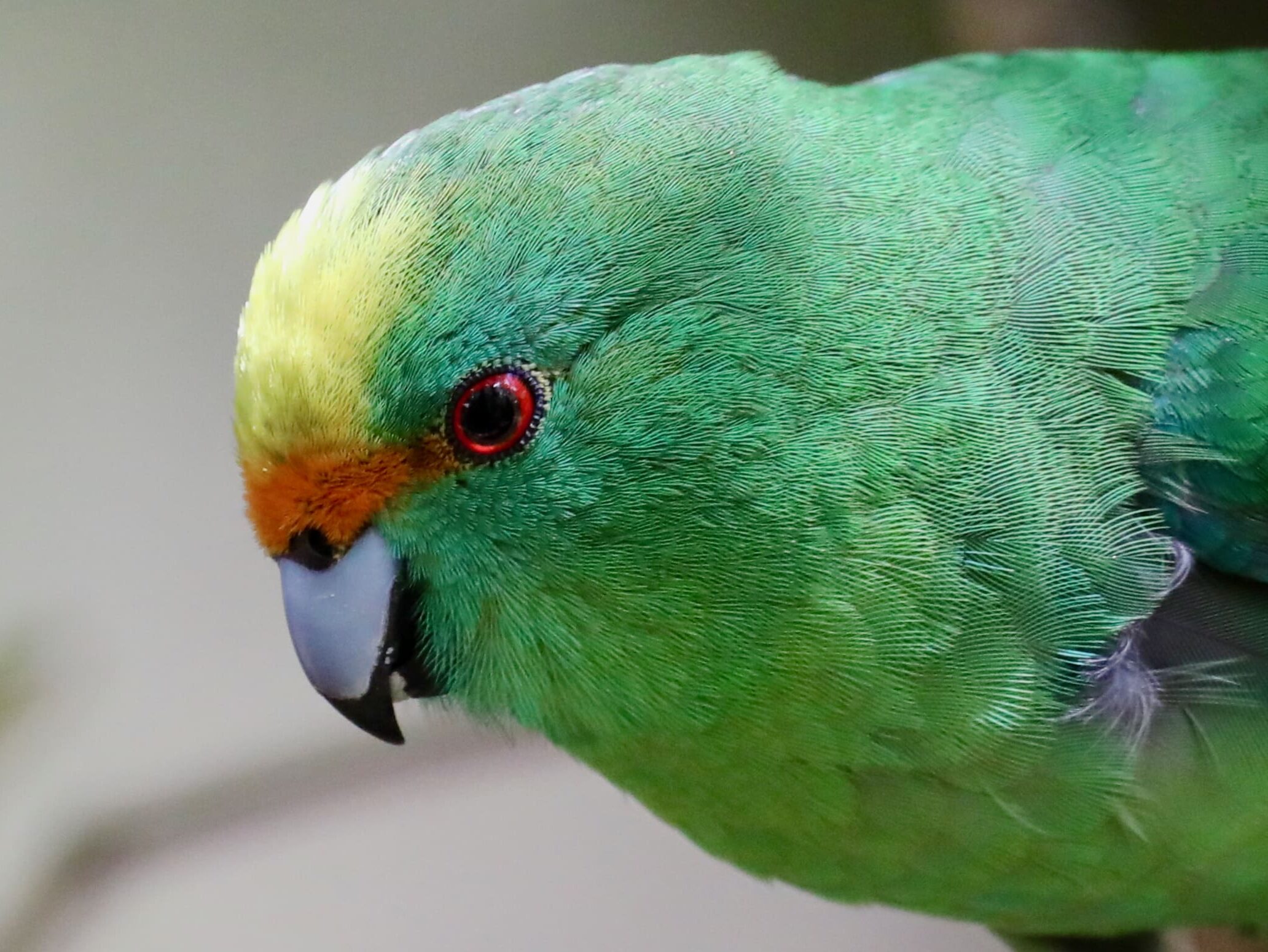 Orange-fronted Parakeet Conservation