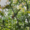 A wild Ornate Lorikeet perches in a tree