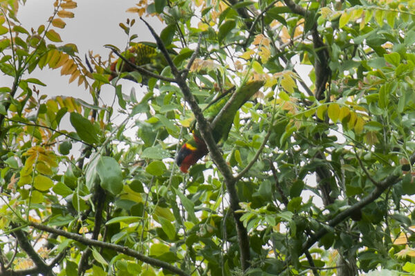 A wild Ornate Lorikeet perches in a tree