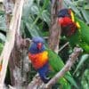 A Rainbow Lorikeet, left, and an Ornate Lorikeet, right, perch on a branch