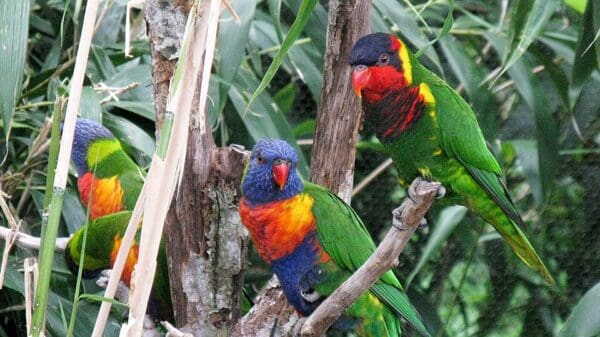 A Rainbow Lorikeet, left, and an Ornate Lorikeet, right, perch on a branch