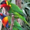 A Rainbow Lorikeet, left, and an Ornate Lorikeet, right, perch on a branch