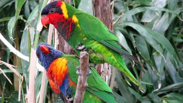 A Rainbow Lorikeet, left, and an Ornate Lorikeet, right, perch on a branch
