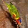 An Ornate Lorikeet clings to a vine