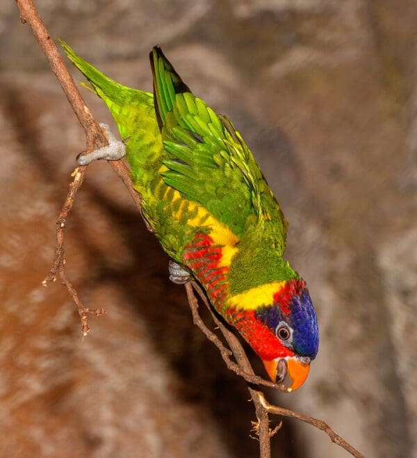 An Ornate Lorikeet clings to a vine