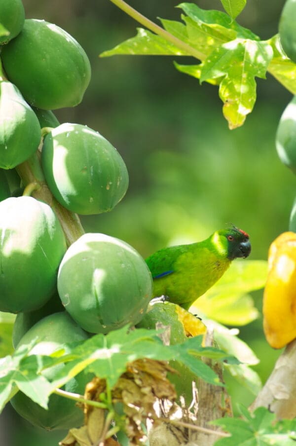 A wild Ouvéa Parakeet feeds on fruit