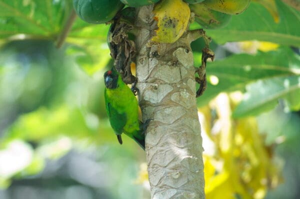 A wild Ouvéa Parakeet feeds on fruit