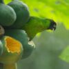 A wild Ouvéa Parakeet feeds on fruit