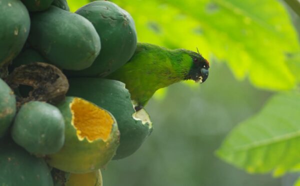 A wild Ouvéa Parakeet feeds on fruit