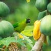 A wild Ouvéa Parakeet feeds on fruit