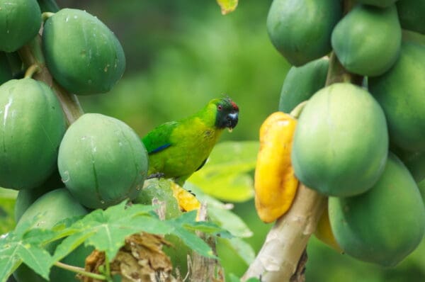 A wild Ouvéa Parakeet feeds on fruit