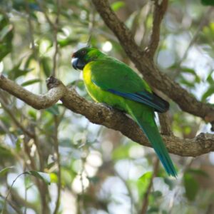 A wild Ouvéa Parakeet perches