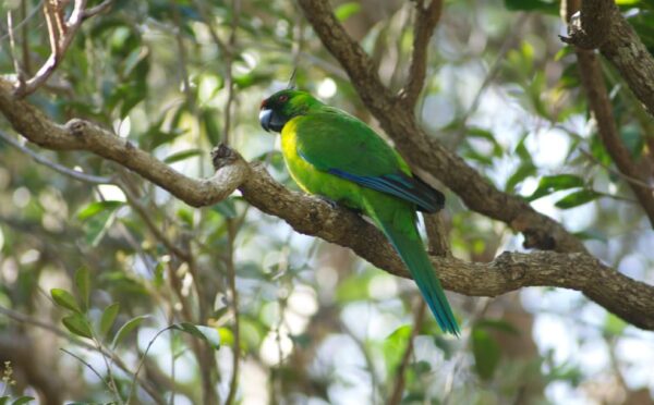 A wild Ouvéa Parakeet perches