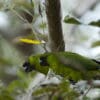 Wild Ouvéa Parakeets perch on a branch