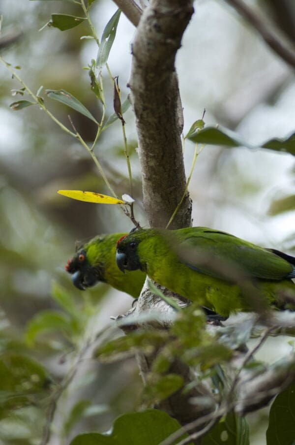 Wild Ouvéa Parakeets perch on a branch
