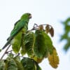 A wild Pacific Conure perches in a tree