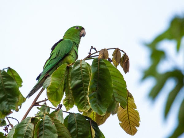 A wild Pacific Conure perches in a tree