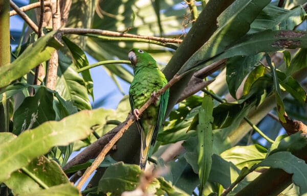 A wild Pacific Conure perches in a tree