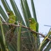 Wild Pacific Conures perch in a palm