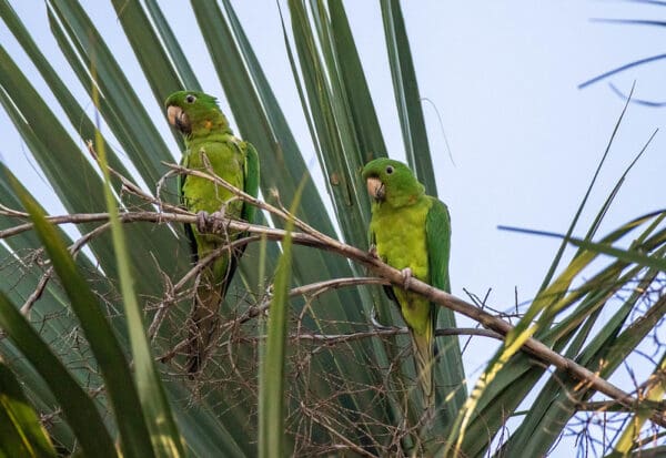 Wild Pacific Conures perch in a palm