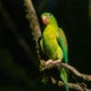 A wild Orange-chinned Parakeet perches in a tree
