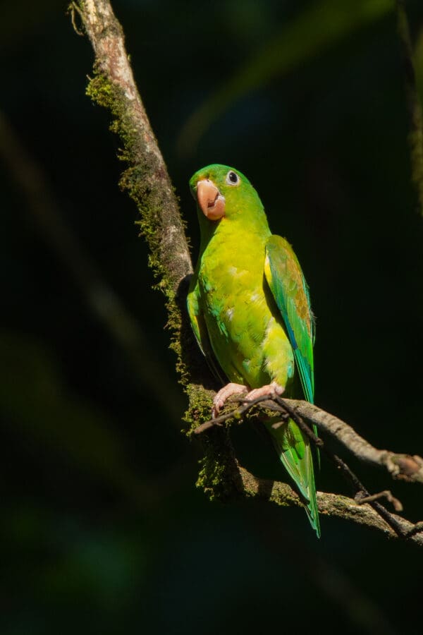 A wild Orange-chinned Parakeet perches in a tree