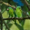 Wild Orange-chinned Parakeets perch on a branch