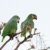 Wild Orange-winged Amazons perch in a tree