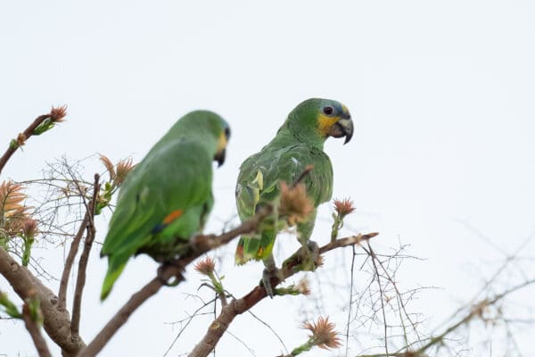 Wild Orange-winged Amazons perch in a tree