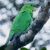 A wild Purple-bellied Parrot perches on a limb