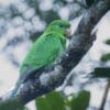 A wild Purple-bellied Parrot perches on a limb