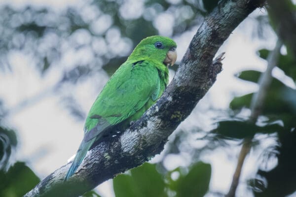 A wild Purple-bellied Parrot perches on a limb