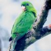 A wild Purple-bellied Parrot perches on a limb