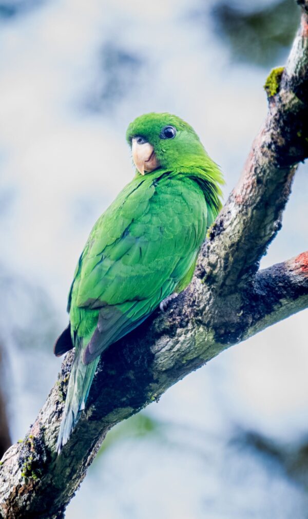 A wild Purple-bellied Parrot perches on a limb