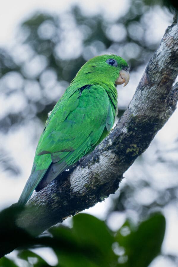 A wild Purple-bellied Parrot perches on a limb