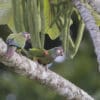 Wild Painted Conures perch on a limb