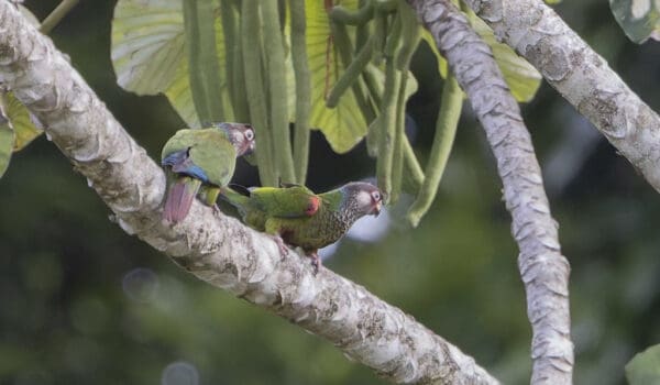 Wild Painted Conures perch on a limb