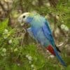 A wild Pale-headed Rosella forages