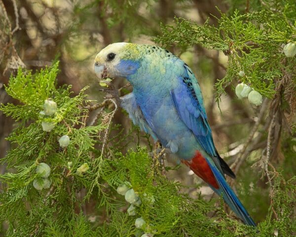 A wild Pale-headed Rosella forages