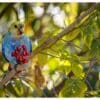 A wild Pale-headed Rosella feeds on berries